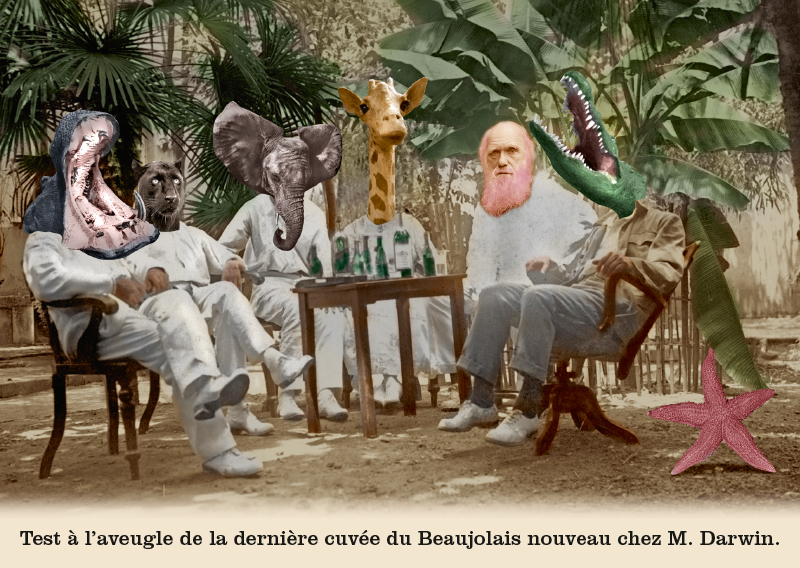 Les belles cartes postales de Bébert Plonk & Replonk – Collection «L’Univers à l’envers» – Test à l’aveugle de la dernière cuvée du Beaujolais Nouveau chez M. Darwin.